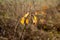 Closeup of a yellow parched plant with autumn grass blurred background