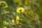 Closeup of yellow perennial sowthistle flowers with selective focus on foreground