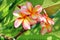 Closeup yellow pink flower of Desert rose, Frangipani, Plumeria