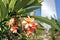 Closeup yellow pink flower of Desert rose, Frangipani, Plumeria, Temple Tree, Graveyard Tree