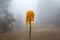 Closeup of yellow rapeseed flower on a foggy background
