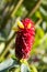 Closeup yellow red flower of Spiral ginger growing in garden