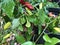 Closeup Yellow and Red Hot Pepper Plants