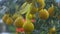 Closeup Yellow Ripe Pomelo Fruits on Tree As Vietnamese Custom