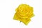 A closeup of yellow rose