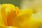 Closeup of yellow rose - soft focus