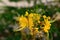 Closeup yellow royal poinciana or barbados pride or flam boyant or peacocks crest