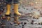 Closeup on yellow rubber boots of a child and chestnut shells in a puddle after a rain on a comfy autumn day