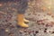 Closeup on yellow rubber boots of a child that jumps wildly in a puddle after a rain on an autumn day