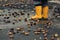 closeup on yellow rubber boots of a child that jumps wildly in a puddle on a street after a rain on an autumn day