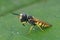 Closeup on the yellow striped European beewolf , Philanthus triangulum while cleaining it's antenna