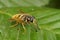 Closeup on a yellow striped hoverfly, hoverfly Temnostoma vespiforme, trying to mimic the warning colors of a wasp