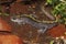 Closeup on a yellow striped long-toed salamander , Ambystoma macrodactylum from Coastal Mid-Oregon