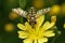 Closeup on a yellow striped Migrant hoverfly, Eupeodes corollae sitting on a yellow flower