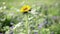 Closeup of yellow sunflower on a meadow