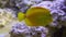 Closeup of a yellow tang fish swimming underwater, popular tropical specie from Hawaii