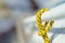 Closeup of yellow thin short rope used for yacht purposes