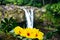 Closeup of a yellow three hibiscus against waterfall, blurred background