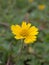 Closeup yellow trailing daisy flower wedellia chinensis in garden with green blurred background