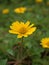 Closeup yellow trailing daisy flower wedellia chinensis in garden with green blurred background