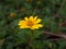 Closeup yellow trailing daisy flower wedellia chinensis in garden with green blurred background