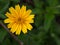Closeup yellow trailing daisy flower wedellia chinensis in garden with green blurred background