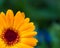 Closeup of a yellow Transvaal daisy in a field with a blurry background