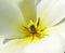 Closeup, yellow Tulips or flower on a sunny day for growing, gardening and spring bouquet for love. Leaf, blossom and