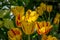 Closeup of Yellow Tulips with Red Stripes