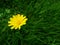 Closeup yellow weed flower on blurred green grass