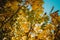 Closeup of a yellowing maple leaf under the bright sunlight in autumn