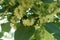 Closeup of yellowish green flowers of linden