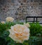 Closeup of the yellowish roses in the garden