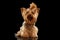 Closeup Yorkshire Terrier Dog Standing on Black Mirror