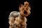 Closeup Yorkshire Terrier Dog Standing on Black Mirror