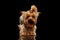 Closeup Yorkshire Terrier Dog Standing on Black Mirror