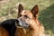 Closeup of a young adorable purebred german shepherd watching do