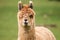 Closeup of young alpaca head