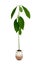 Closeup young avocado tree. Ecology concept