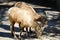 Closeup of young bighorn sheep eating grass in a zoo under the sunlight