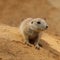 Closeup of young black-tailed prairie dog, Cynomys ludovicianus, sitting near burrow. Small young rodent. Wildlife scene.