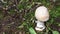 Closeup of young body of Amanita pantherina in the forest