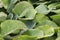 Closeup of young broccoli seedling leaves in spring