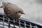 A closeup of a young brown bird with black feathers