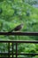 closeup the young brown black brown rock bird sitting and holding on steel reeling soft focus natural green brown background