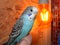 Closeup of young budgie 1