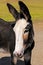 Closeup of a young burro