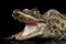 Closeup Young Cayman Crocodile, Reptile with opened mouth Isolated Black