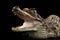 Closeup Young Cayman Crocodile, Reptile with opened mouth Isolated Black