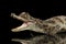 Closeup Young Cayman Crocodile, Reptile with opened mouth Isolated Black